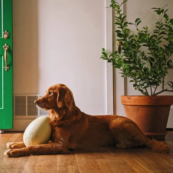 BARK BOX Super Chewer Dinosaur Egg - XL - Picture 2 of 11